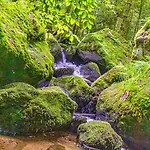 Waldnest Premium - - Schwarzwald 아파트 *