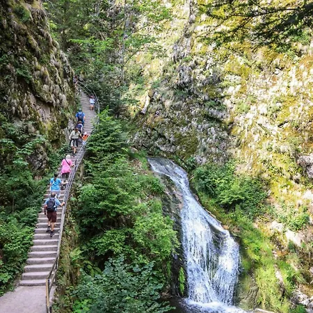 Waldnest - - Schwarzwald *