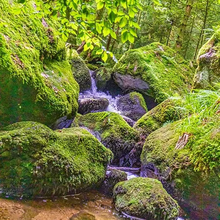 Waldnest - - Schwarzwald Appartamento *