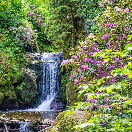 דירה Waldnest - - Schwarzwald