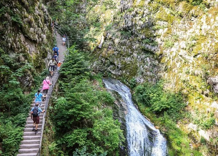 Waldnest - - Schwarzwald *